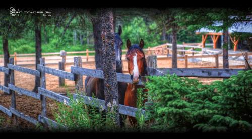 Le Ti Moose - Les Chalets Spa Canada