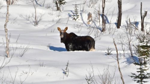 Le Ti Moose - Les Chalets Spa Canada