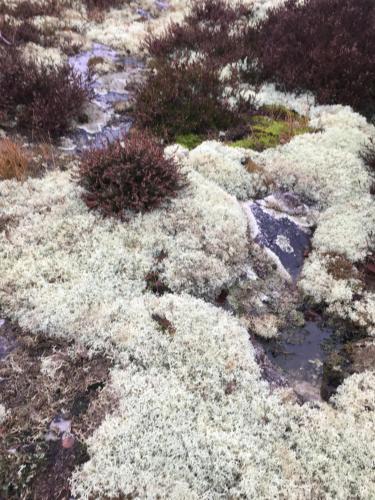 Solrosen i Simrishamn - image 10