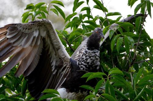 Yaku Amazon Lodge & Expeditions