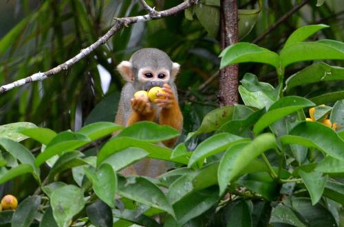 Yaku Amazon Lodge & Expeditions