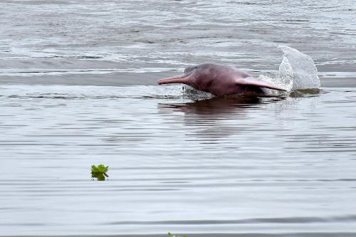 Yaku Amazon Lodge & Expeditions