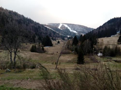 Les feignes cerfdoré photo 19