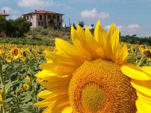 B&B Il Girasole - Rooms & House in country - air conditioned - 1500 meters from historic center – Montepulciano, WI