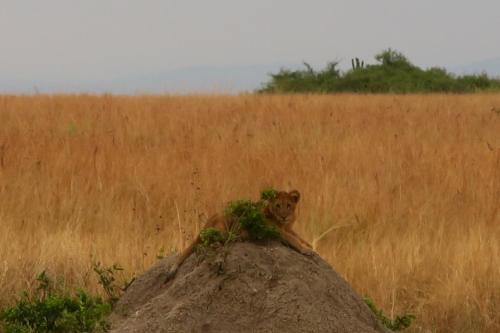 Aktivitātes, Uganda Lodge in Rukungiri