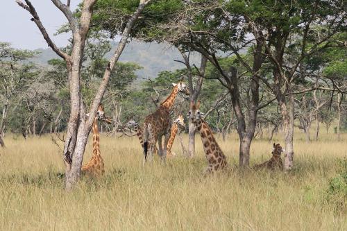 Aktivitātes, Uganda Lodge in Rukungiri