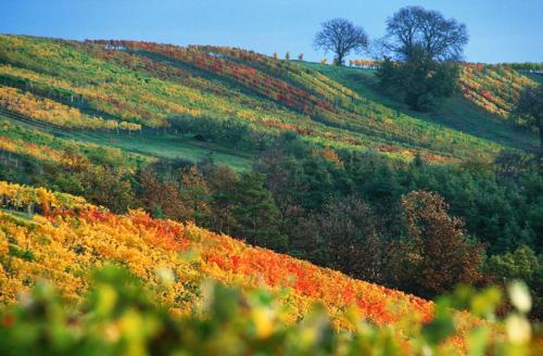 Gasthof Hotel Zum Weinberg in Kohfidisch