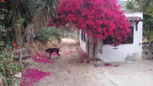  Sitia Vrisidi ranch, Sitia bei Zakros