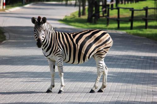 Grey Goose Game Lodge Grey Goose Game Lodge