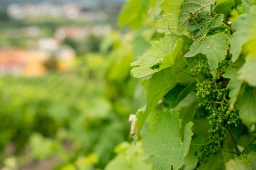 Quinta de Lourosa - image 6
