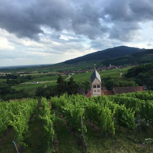 Gîte FLEUR DE VIGNES - image 12
