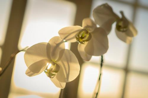 Colona Castle Photo 1