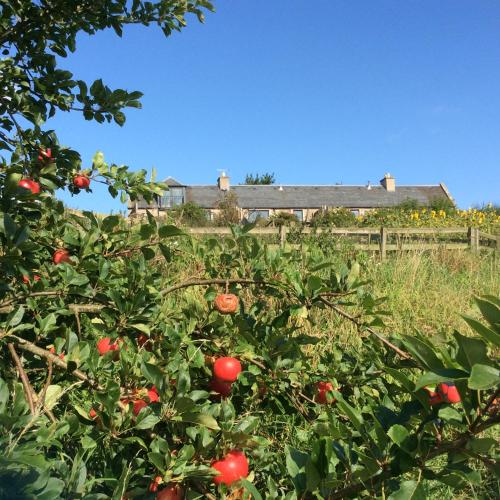 Cockle Kitty Cottage – Kelso