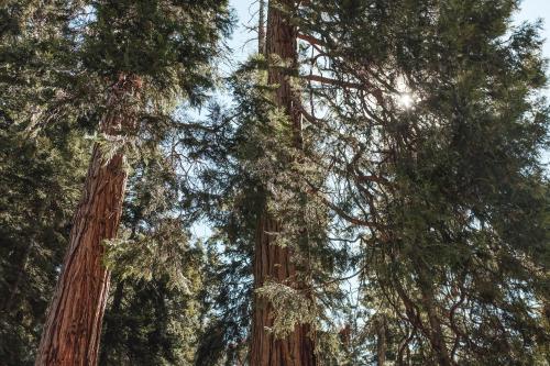 Silver City Mountain Resort Sequoia Nat'l Park (CA)