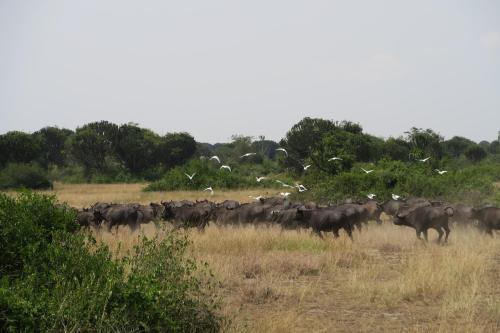 Kasenyi Lake Retreat & Campsite