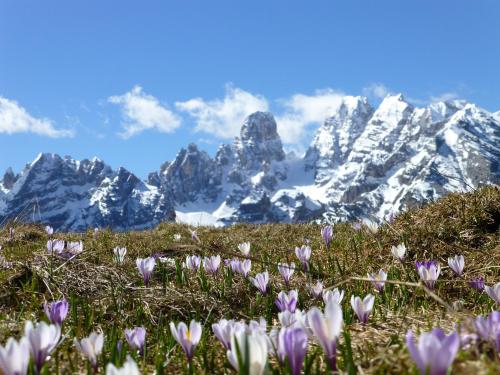 Hotel Edelweiss - image 7