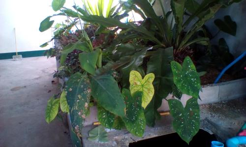 Garden, Cheap Sleep in Mae Puem