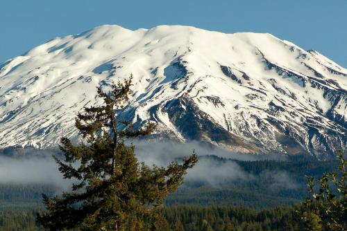 Lone Fir Resort Cougar