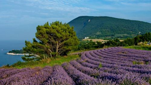 La Violetta