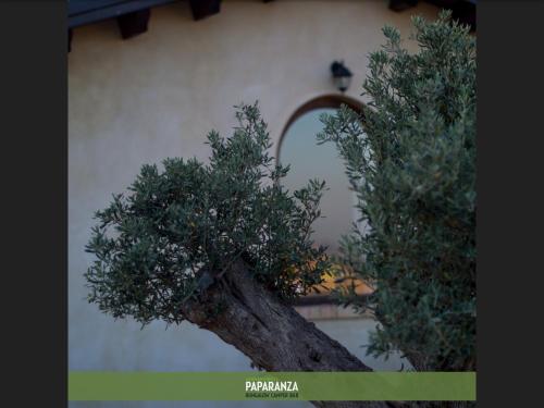 Agriturismo Paparanza - image 4