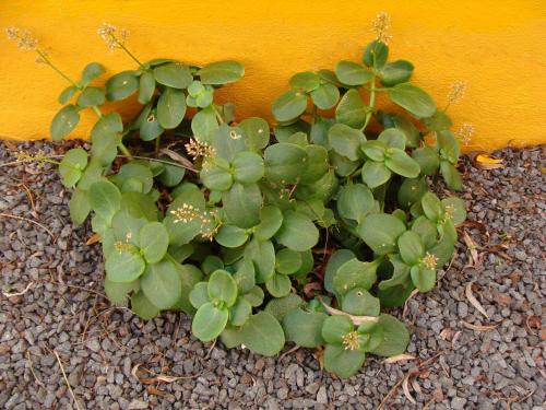 Hospedaria Verdemar - image 12