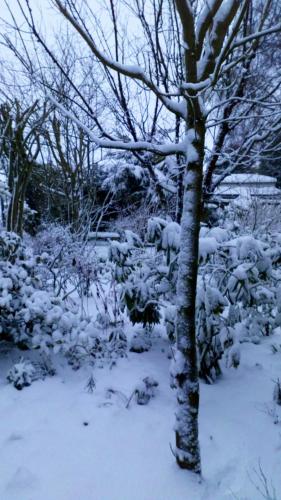 Mountain Ash in Hemingby