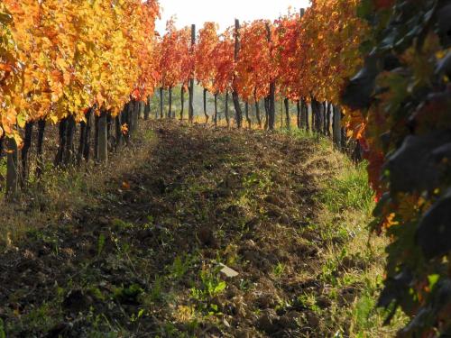 Casali del Picchio - Winery