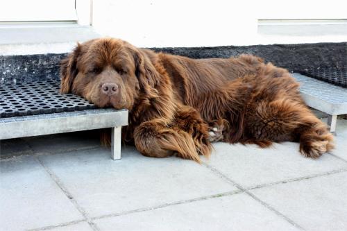 Holmehuset Bed & Breakfast - image 8