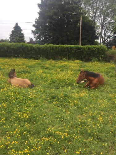 A Selection of Self Catering Holiday Homes at Kilcloon Cottages in Μέινουθ