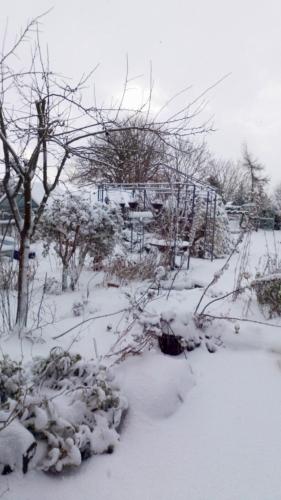 Mountain Ash in Hemingby