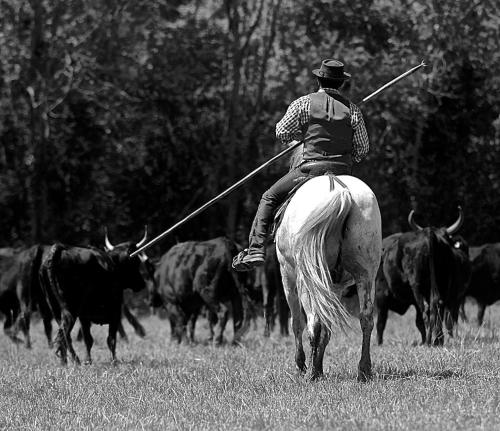 Mas du Menage en Camargue Manade Clauzel