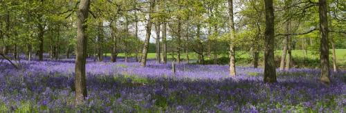 Avalon House B&B in Lyndhurst