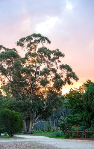 Byronsvale Vineyard and Accommodation