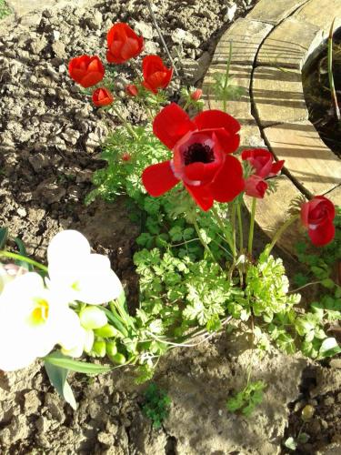 Borgo Manfria B&B - image 4