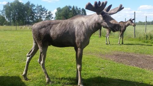 Ahornfarm Hakannas in Nybble