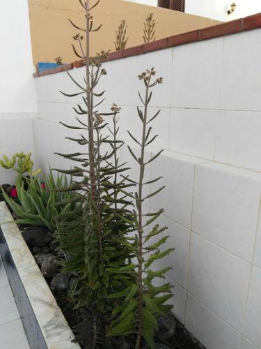 tenerife pearl