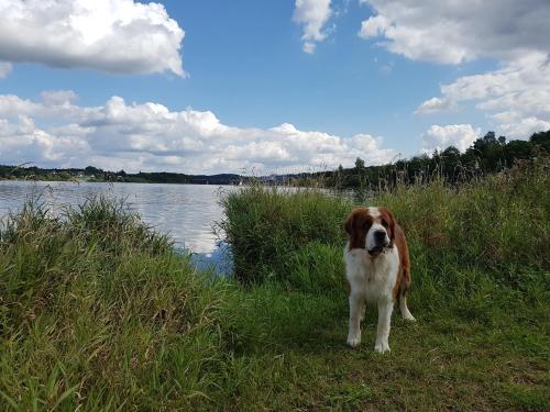 pludmale, Feriendomizil am Zeulenrodaer Meer in Zadelsdorf