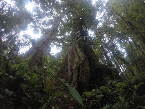 Cabaña de montaña La Magnolia, Cerro de la Muerte De La Cañuela Cloud Forest