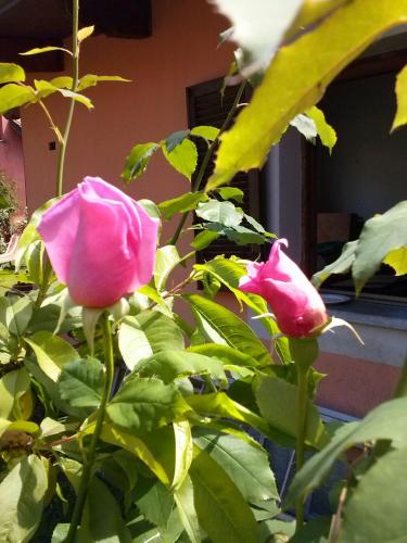 Le ginestre – Caselle Torinese, NY