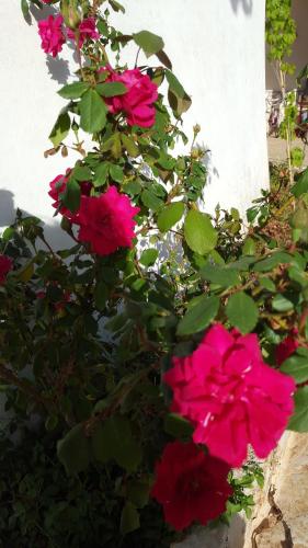 Giardini di Lanzo
