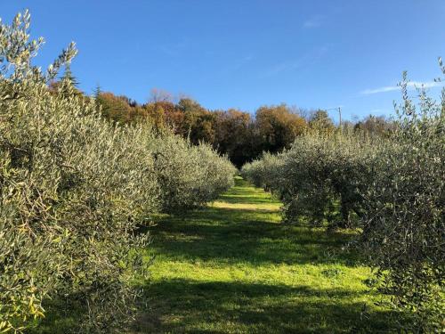 La Tenuta Del Giglio - image 7