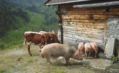Haus Kathrin photo