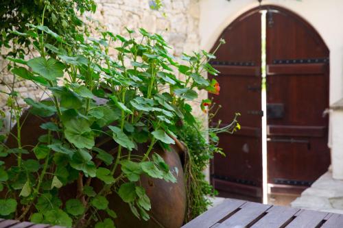 The Old Olive Mill - image 6