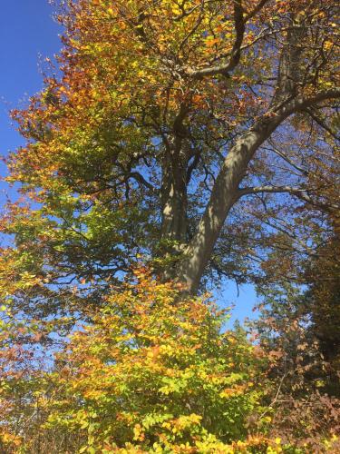 Ferienwohnungen Kössl