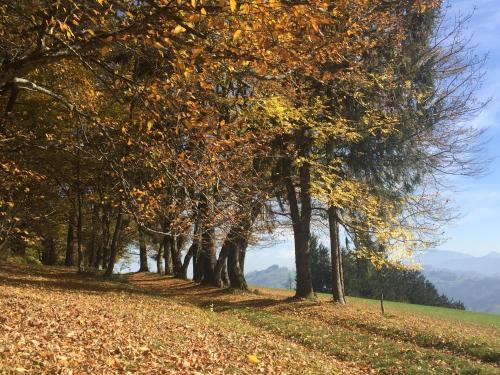Ferienwohnungen Kössl