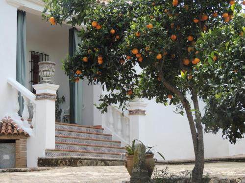 Balkons/terase, Casas del Madroño (Casas del Madrono) in Cazalla de la Sierra