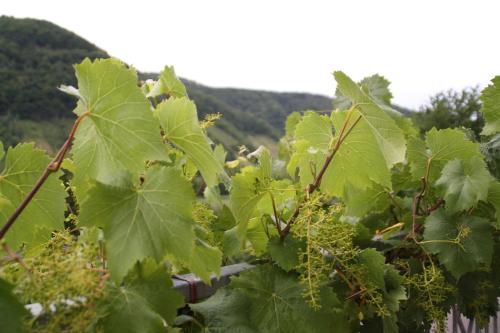 Weingut Sauer-Kettermann