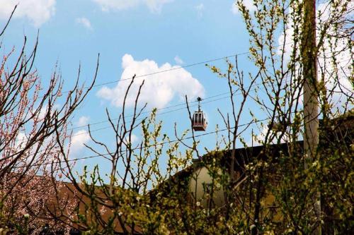 Feel Old Tbilisi - Tap to explore photos