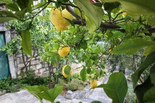 Apartments by the sea Orebic Peljesac - 4496 - image 8