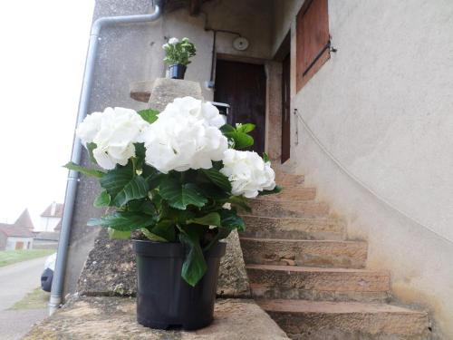 Les Marronniers